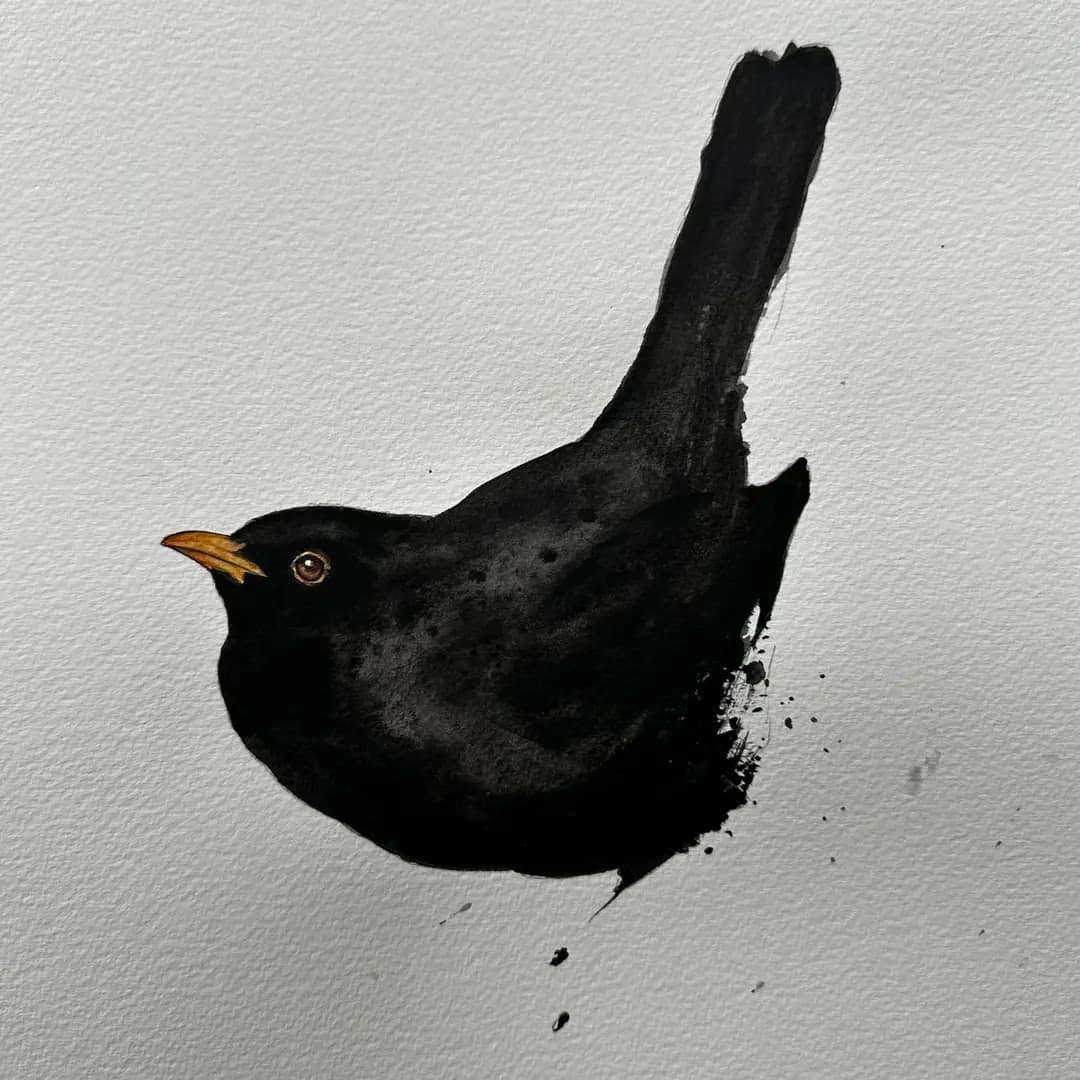 Turdus merula